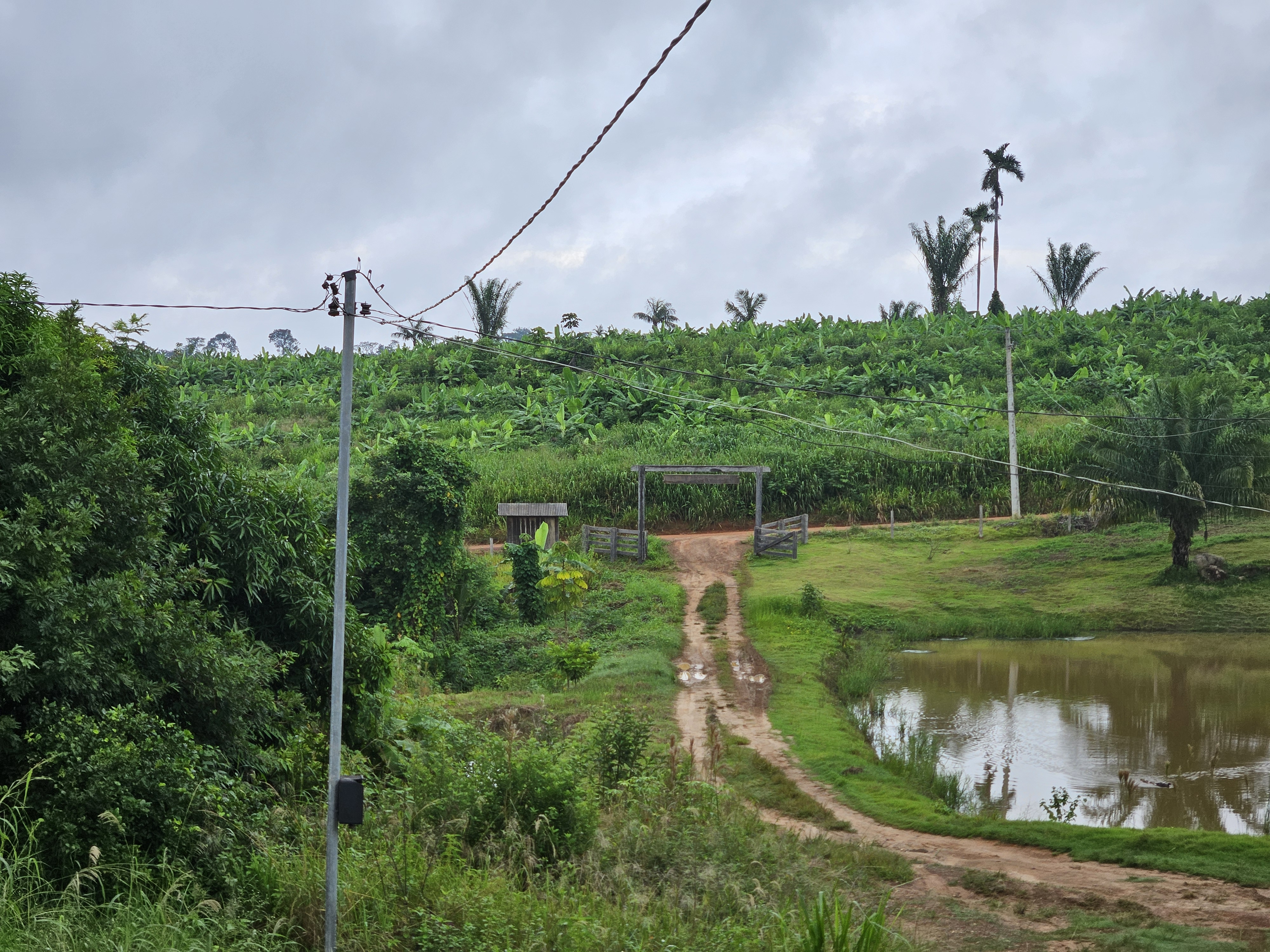 A rural landscape with a bumpy dirt road leading through lush greenery, including banana plants and palm trees, under a cloudy sky.