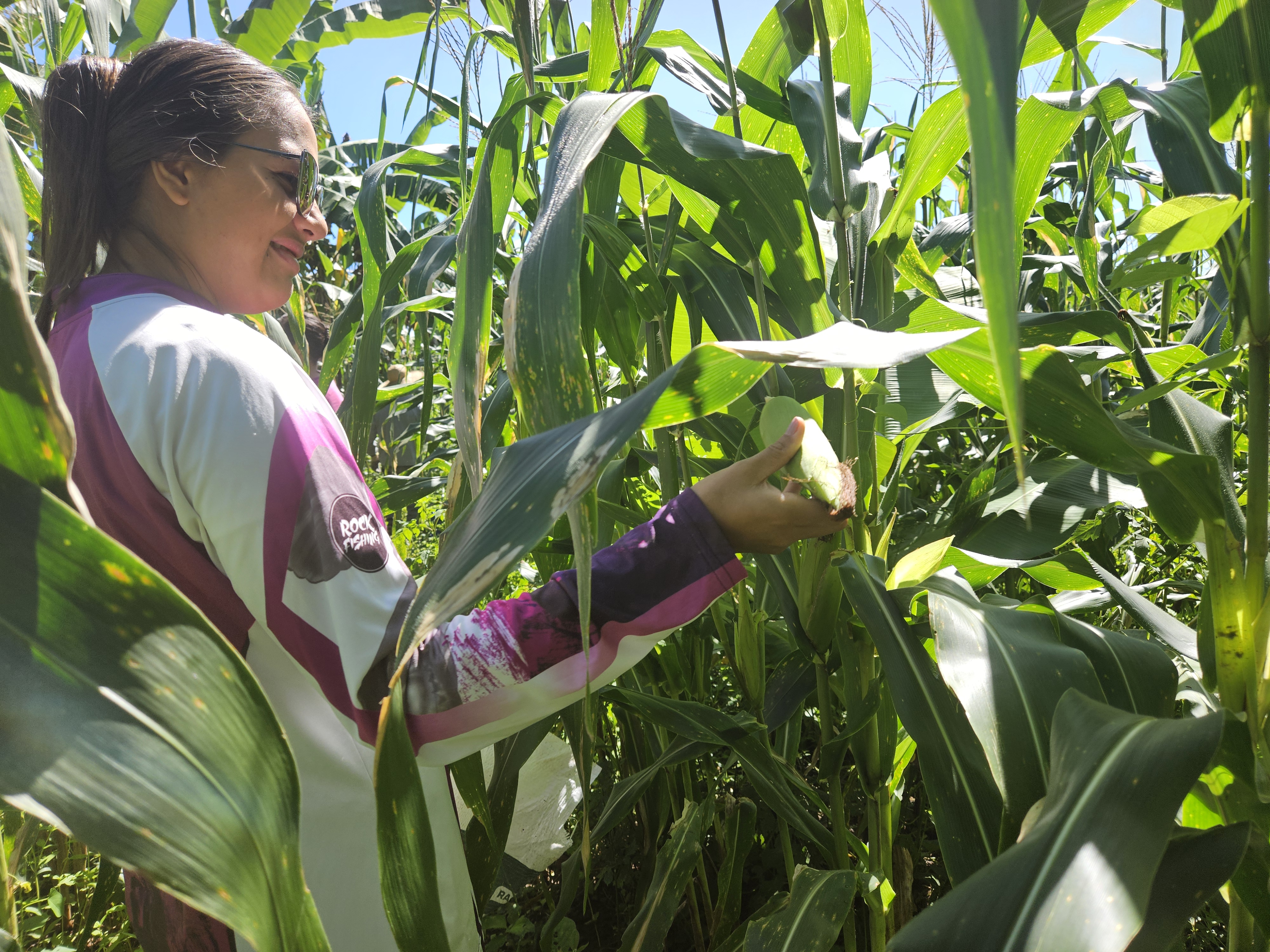 A person picking corn in a lush green cornfield, surrounded by tall corn plants under a clear blue sky.
